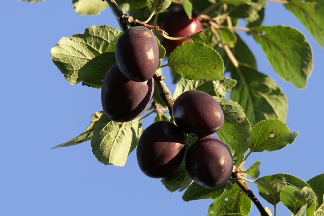 Obsthof Cordes -  